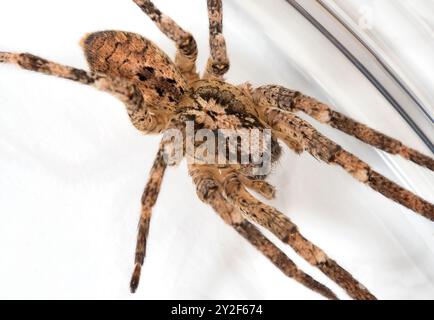 Nosferatu-Spinne, Körper auf hellem Hintergrund, Nahaufnahme mit Zeichnung auf der Rückseite, Detail Stockfoto