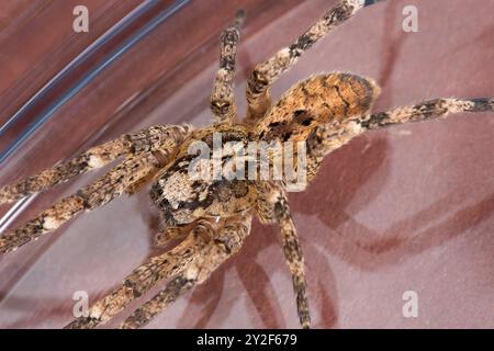 Nosferatu-Spinne, gefangen in Glas, Nahaufnahme mit Zeichnung auf der Rückseite, Makro Stockfoto