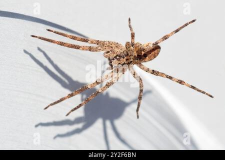 Nosferatu-Spinne, Körper auf hellem Hintergrund, Nahaufnahme mit Zeichnung auf der Rückseite, Detail Stockfoto