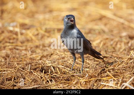 der westliche Jackdaw (Coloeus monedula) sucht nach Lebensmitteln, die im Dezember in Israel fotografiert wurden Stockfoto