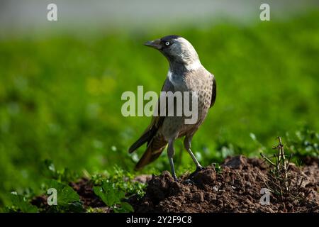 der westliche Jackdaw (Coloeus monedula) sucht nach Lebensmitteln, die im Dezember in Israel fotografiert wurden Stockfoto