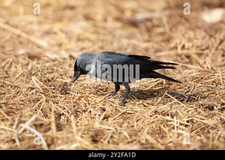 der westliche Jackdaw (Coloeus monedula) sucht nach Lebensmitteln, die im Dezember in Israel fotografiert wurden Stockfoto