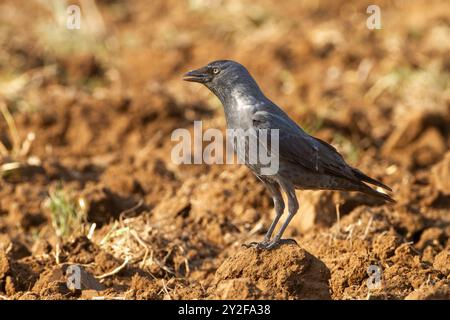 der westliche Jackdaw (Coloeus monedula) sucht nach Lebensmitteln, die im Dezember in Israel fotografiert wurden Stockfoto