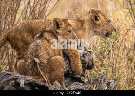 Zwei Löwenjungen stehen auf einem felsigen Hügel. Fotografiert in Tansania im August Stockfoto