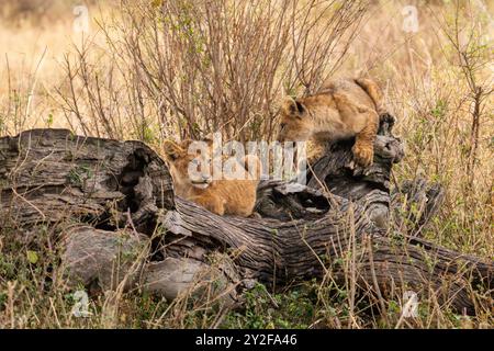 Zwei Löwenjungen stehen auf einem felsigen Hügel. Fotografiert in Tansania im August Stockfoto