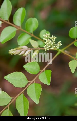 Ansicht von oben auf Gruppen von Curryblättern Pflanzen winzige Blütenknospen an der Spitze des Zweiges im Garten, selektiver Fokus mit unscharfem Hintergrund Stockfoto