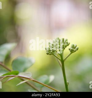 Close-up-Gruppen von Curryblättern Pflanzen winzige Blütenknospen an der Spitze des Zweiges im Garten, Hintergrund mit weichem Fokus und Kopierraum Stockfoto