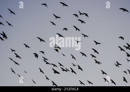 Eine große Herde westlicher Jackdaw (Coloeus monedula), die für die Nachtwohnung einschlägt, nimmt im Herbst zu und Vögel versammeln sich in der Abenddämmerung Stockfoto