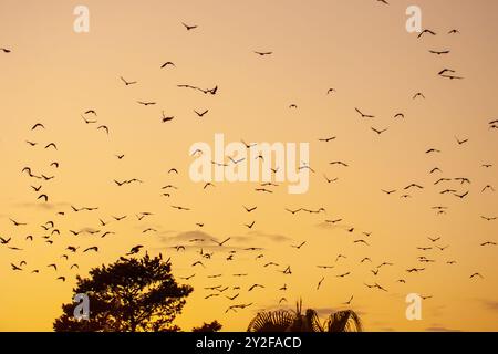 Eine große Herde westlicher Jackdaw (Coloeus monedula), die für die Nachtwohnung einschlägt, nimmt im Herbst zu und Vögel versammeln sich in der Abenddämmerung Stockfoto