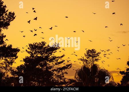 Eine große Herde westlicher Jackdaw (Coloeus monedula), die für die Nachtwohnung einschlägt, nimmt im Herbst zu und Vögel versammeln sich in der Abenddämmerung Stockfoto