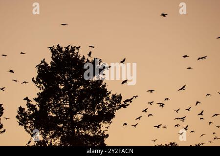 Eine große Herde westlicher Jackdaw (Coloeus monedula), die für die Nachtwohnung einschlägt, nimmt im Herbst zu und Vögel versammeln sich in der Abenddämmerung Stockfoto