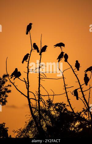 Eine große Herde westlicher Jackdaw (Coloeus monedula), die für die Nachtwohnung einschlägt, nimmt im Herbst zu und Vögel versammeln sich in der Abenddämmerung Stockfoto