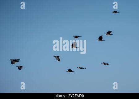 Eine große Herde westlicher Jackdaw (Coloeus monedula), die für die Nachtwohnung einschlägt, nimmt im Herbst zu und Vögel versammeln sich in der Abenddämmerung Stockfoto