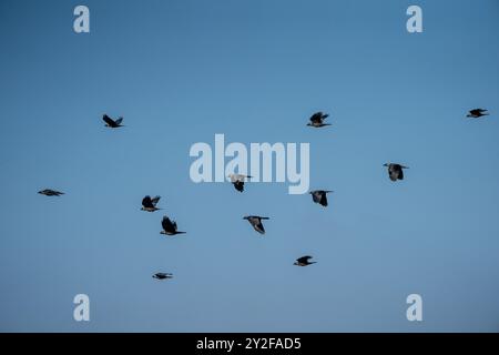 Eine große Herde westlicher Jackdaw (Coloeus monedula), die für die Nachtwohnung einschlägt, nimmt im Herbst zu und Vögel versammeln sich in der Abenddämmerung Stockfoto