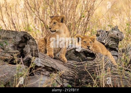 Zwei Löwenjungen stehen auf einem felsigen Hügel. Fotografiert in Tansania im August Stockfoto