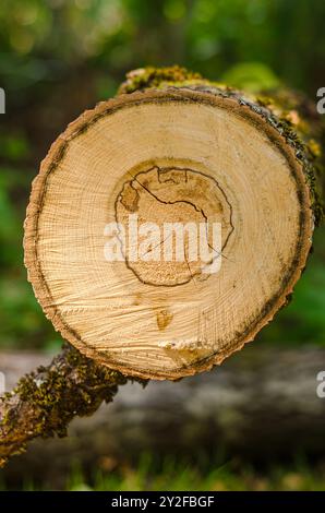 Kreisförmige Holzquerschnitte mit Baumring im Wald. Hochwertige Fotos Stockfoto