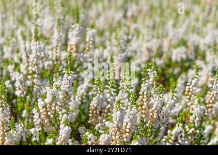 Schöne weiße Blumen Calluna vulgaris. Gewöhnliches Heidekraut, Leng, Heidekraut. Blumenhintergrund. Stockfoto