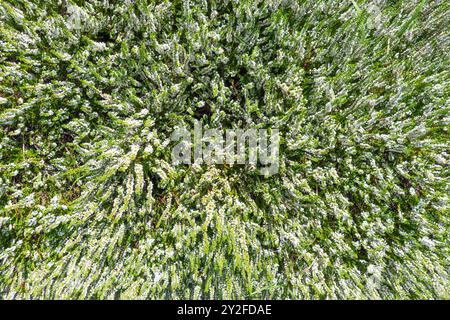 Schöne weiße Blumen Calluna vulgaris. Gewöhnliches Heidekraut, Leng, Heidekraut. Blumenhintergrund. Stockfoto