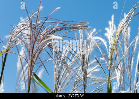 Miscanthus sacchariflorus, das Amur-Silbergras gegen blauen Himmel. Naturhintergrund. Stockfoto