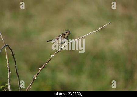 Junger Europäischer Steinechat (Saxicola torquata) Stockfoto