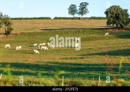 Eine Kuhherde auf einem grünen Hügel auf einem Bauernhof in Frankreich. Schöne Kuh auf dem Feld. Französische Bauernlandschaft. Stockfoto