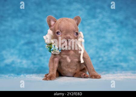 Niedlicher 4 Wochen junger Lilac Brindle französischer Bulldog-Welpe mit Blumenkragen Stockfoto