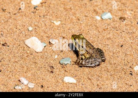 Grüner Frosch (Rana clamitans) sitzt an einem Strand von Wisconsin, horizontal Stockfoto