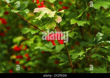 Viburnum-Zweig mit Reifen Beeren Stockfoto