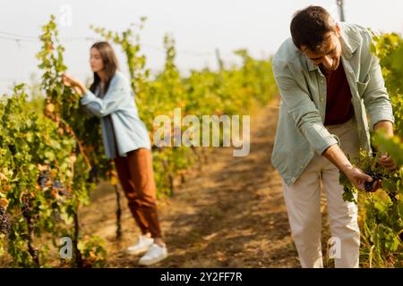 In einem pulsierenden Weinberg sammeln zwei Freunde freudig Trauben, umgeben von üppigen grünen Reben unter der hellen Herbstsonne, um die Ernte se zu genießen Stockfoto