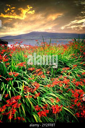 IE - CO. KERRY: Montbretia blüht auf der Insel Valencia am Cromwell Point Stockfoto