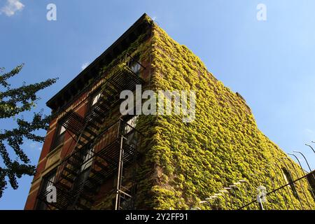 Brooklyn Apartment mit Efeu bedeckt Stockfoto