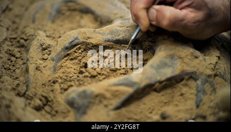 Nahaufnahme der Reinigung fossiler Überreste ausgestorbener Zivilisation aus Sand mit professionellem Werkzeug und Pinsel. Archäologe arbeitet mit Knochen von prähistorischen Menschen oder Dinosauriern im archäologischen Labor. Stockfoto