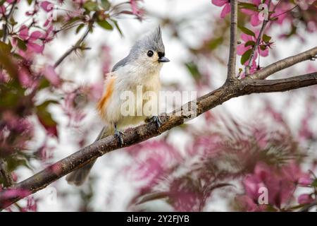 Eine süße kleine getuftete Titmaus posiert an einem Frühlingstag im blühenden Crabapple Tree. Stockfoto