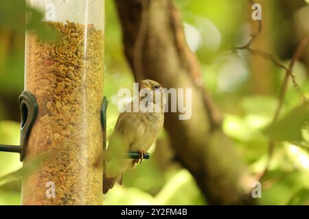 Eine weibliche Hausspatze, die auf einem Vogelfutter sitzt Stockfoto