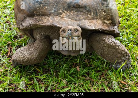 Nahaufnahme von Galapagos Riesenschildkröte (Chelonoidis niger), die Gras isst, El Chato Ranch Reserve, Santa Cruz Island, Galapagos Stockfoto