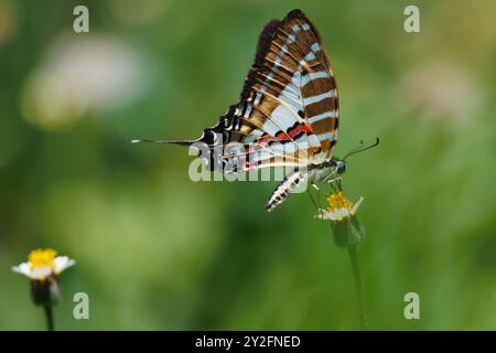 Der Spot Swordtail, Graphium nomius, sammelt Pollen auf einer Blume, Thailand Stockfoto