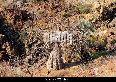 Baobab (Adansonia digitata) ist ein Laubbaum aus Afrika und Madagaskar. Seine Früchte sind essbar. Dieses Foto wurde in Epupa Falls in Namibia aufgenommen. Stockfoto