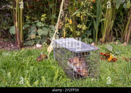 Invasive, nicht einheimische Arten, die Gärten beschädigen, Blumen Bäume, gefangen in humanen Fallen, die zurück in die Wildnis freigesetzt werden, werden als Strafe, RSPCA oder Tierarzt auftreten Stockfoto