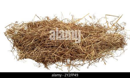 Schneiden Sie das Bild von trockenem Stroh mit Schnittpfaden vor weißem Hintergrund aus, um die Textur und die einzelnen Fäden für ein vielseitiges Design hervorzuheben Stockfoto