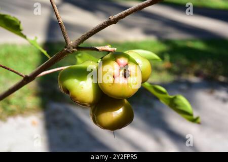 Wachsapfel (Syzygium samarangense) ist ein Baum, der auf der Matai-Halbinsel und den Andamanen- und Sunda-Inseln beheimatet ist. Seine Früchte sind essbar. Fruchtdetails. Dieses Foto Stockfoto