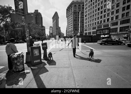 AJAXNETPHOTO. OKTOBER 2000. MANHATTAN, NEW YORK CITY, USA. - DIE HUNDE GEHEN - MANN, DER HUNDE AUF DER 5TH AVENUE IN DER NÄHE DES FLATIRON GEBÄUDES AN DER KREUZUNG VON BROADWAY UND 5TH AVENUE MACHT. FOTO: JONATHAN EASTLAND/AJAX REF:3547BW 13 17A Stockfoto