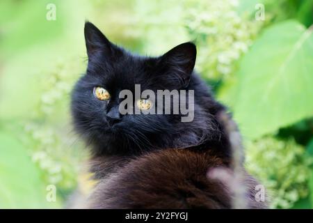 Porträt einer niedlichen schwarzen Katze mit gelben Augen, die neben grünen Pflanzen in einem Garten steht Stockfoto