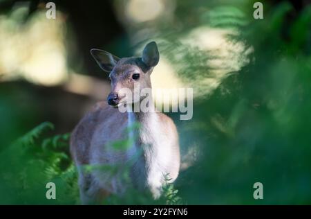 Porträt einer neugierigen sika-Hirschfrau, die im Wald steht, Großbritannien. Stockfoto