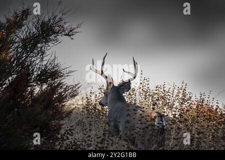 Large Buck spaziert durch die Pinsel im Rocky Peak Park in der Nähe des Simi Valley, Kalifornien. Stockfoto