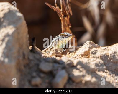 Nahaufnahme von Side Flutched Lizard, der über Felsen und Steine blickt. Foto in den Hügeln über Simi Valley Kalifornien. Stockfoto