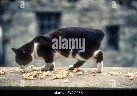 1980er Jahre Archivbild einer schwanzlosen Manx-Katze auf der Isle of man, Großbritannien. Stockfoto