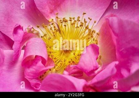 Hunderose (Rosa canina) Makro der gelben Staubblätter in einer rosa Blume Stockfoto