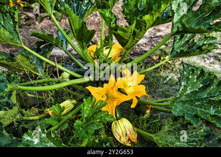 Gelbe Blüten und Blätter einer Zucchini-Pflanze in einem Küchengarten Stockfoto