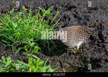 Gefleckte Crake (Porzana porzana / Ortygometra porzana) Jungtiere, die im Sommer in Sumpfgebieten auf Nahrungssuche sind Stockfoto