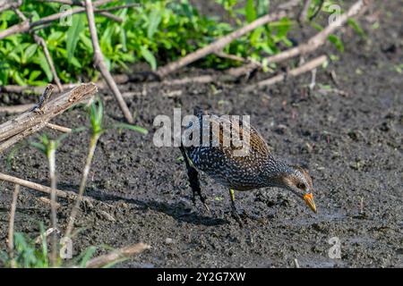 Gefleckte Crake (Porzana porzana / Ortygometra porzana) Jungtiere, die im Sommer in Sumpfgebieten auf Nahrungssuche sind Stockfoto